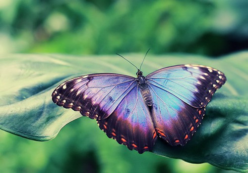 我爱蝴蝶
