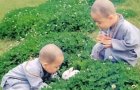 Саʦѧ