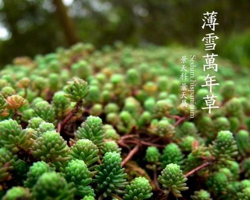 ѩ
