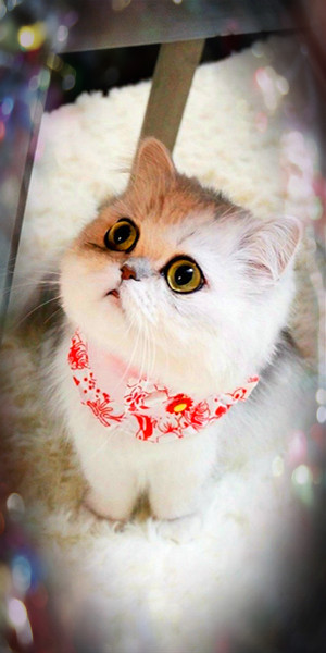 猫叔qq透明皮肤_我们都喜爱的猫叔