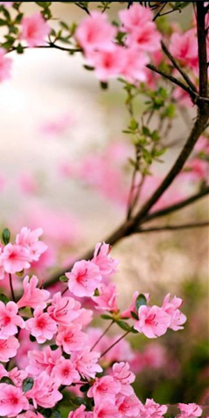 春暖花开qq透明皮肤_春暖花开的节奏