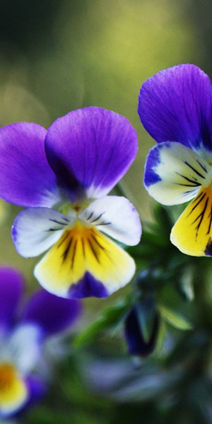 小花