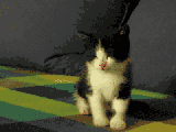 ˯qq_˯С