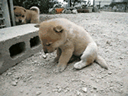 ˯