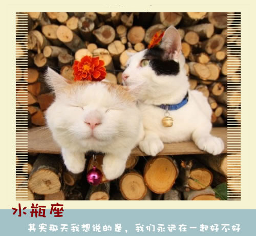 ͼƬ