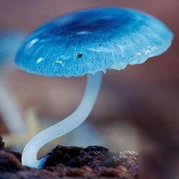 蘑菇的年华