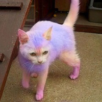 Сè